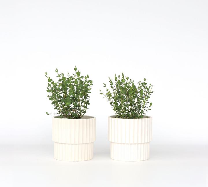 Produktbild Plant in a Box Eucalyptus parvifolia 'Oliva' - 2er Set Eukalyptus (35 cm)