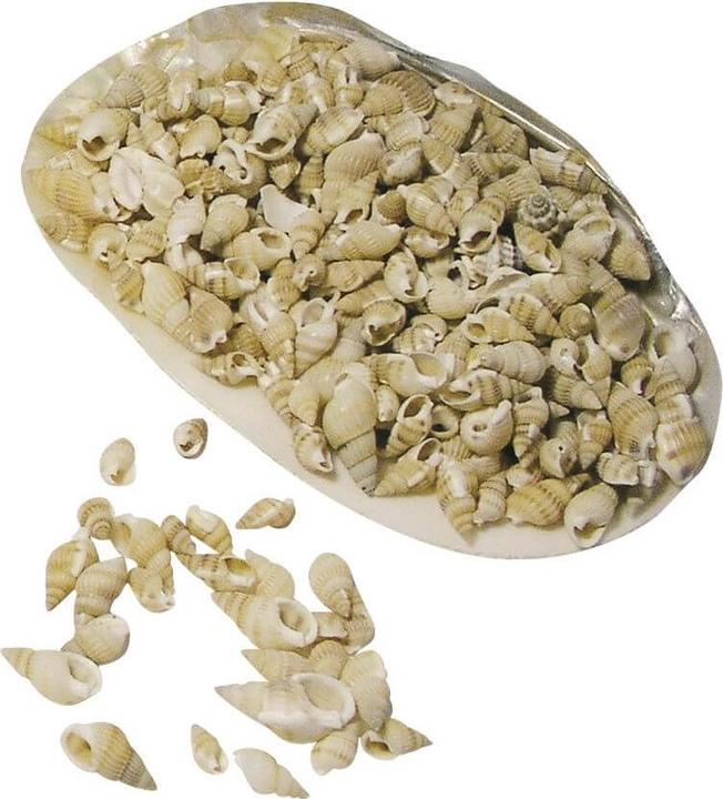 Produktbild Rayher Posthorn-Muscheln
