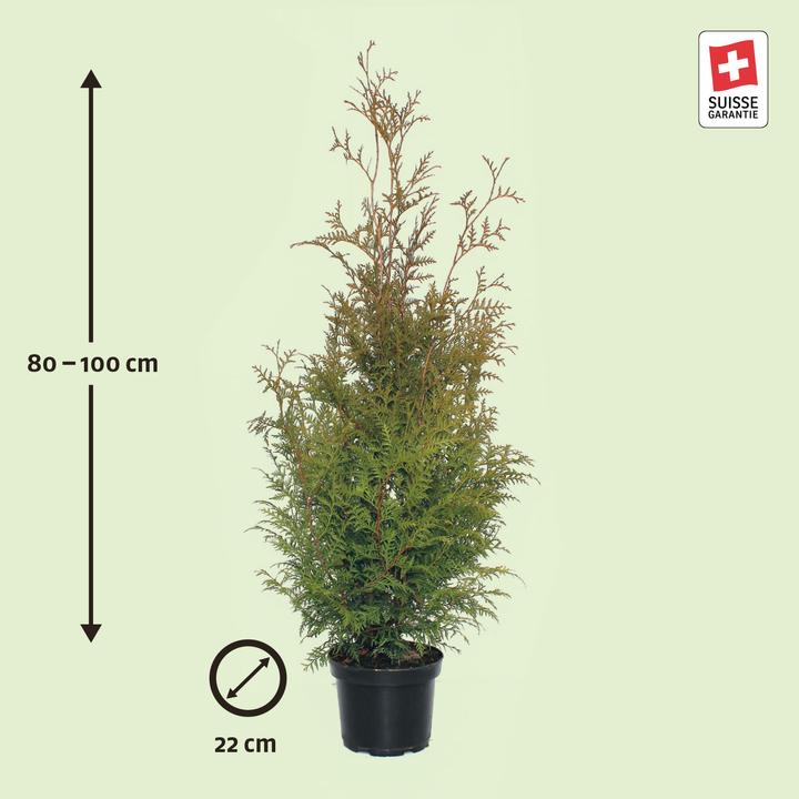 Produktbild Zulauf Thuja / Thuja occ. 'Brabant' (100 cm)