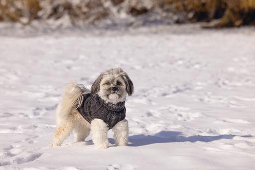 Produktbild Designed by Lotte Hundepullover Haida (20, Hundepullover)