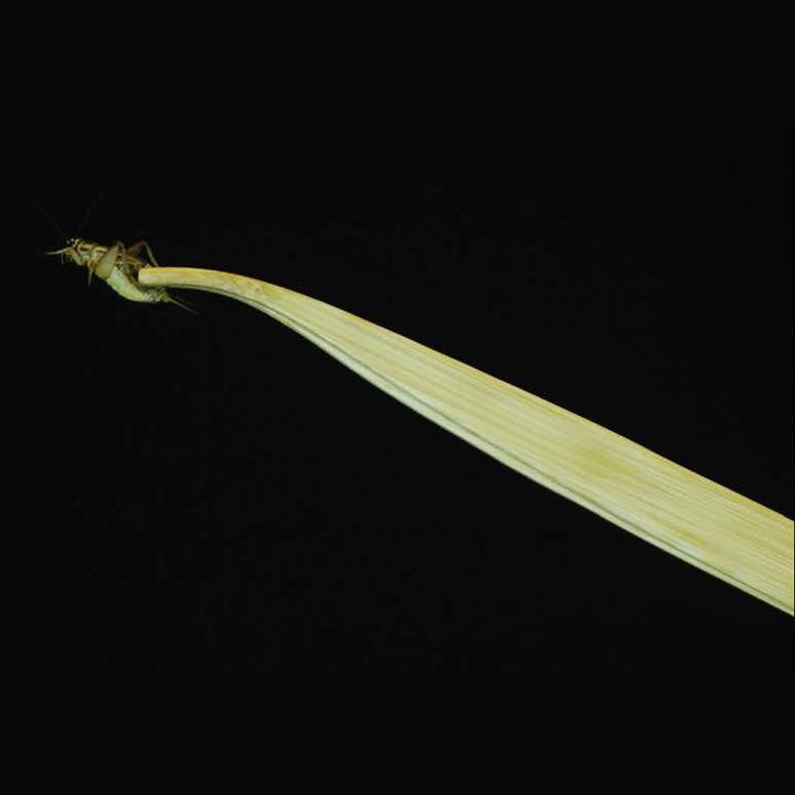 Actual product image Exo Terra Tweezers