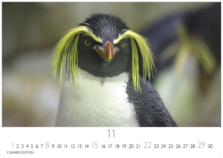 Actual product image Pinguine 2026 S 24x35cm (24 x 35 cm, German)