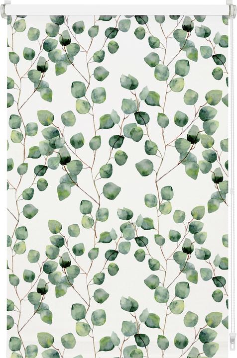 Produktbild Gardinia EASYFIX Rollo Digiprint Blackout Isabella (50 x 150 cm)