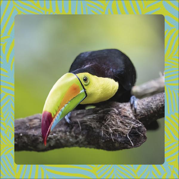 Produktbild Achtung wild - Tiere aus aller Welt 2026 (30 x 30 cm, Harter Einband, Deutsch)