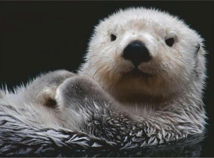 Produktbild Ravensburger Süsser kleiner Otter (500 Teile)