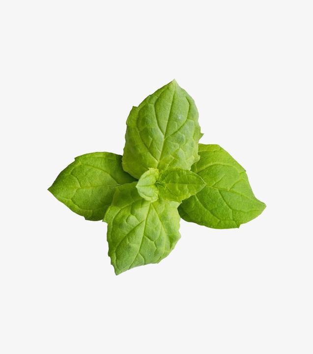 Immagine prodotto Véritable Menta marocchina (Semi di piante)