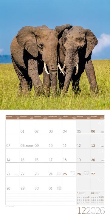 Immagine prodotto Elefanten Kalender 2026 - 30x30 (30 x 30 cm, Copertina rigida, Tedesco, Francese, Italiano, Inglese)