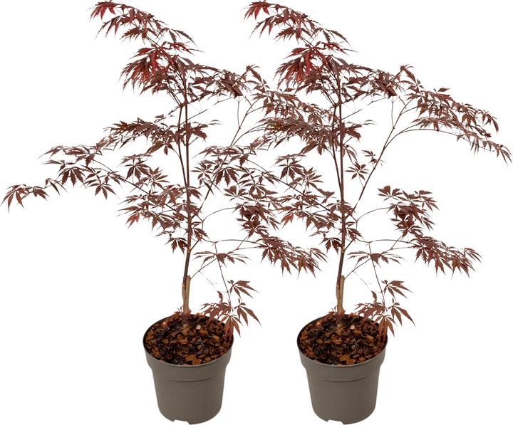 Image du produit Plant in a Box Acer Palmatum 'Black Lace' - Set de 2 érables (60 cm)