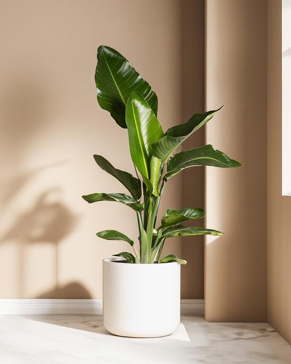 Immagine prodotto feey Strelitzia XL (110 cm, Appena rinvasata)