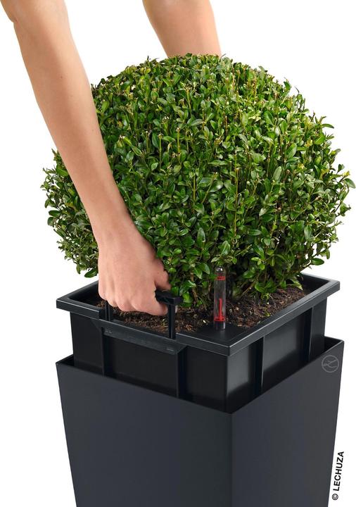 Actual product image Lechuza cubico (39.50 cm)