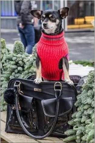 Produktbild InnoPet Tiertransport-Tasche Jaguar, Schwarz, 27 x 37 x 17 cm (Hund, Atmungsaktiv)