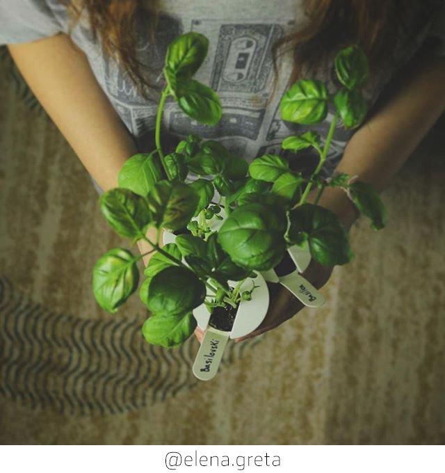 Image du produit Click and Grow Basil (Graines d'herbes aromatiques)