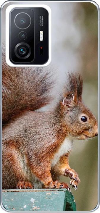 Eichhörnchen