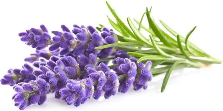 Actual product image Click and Grow Lavender (Herb seeds)