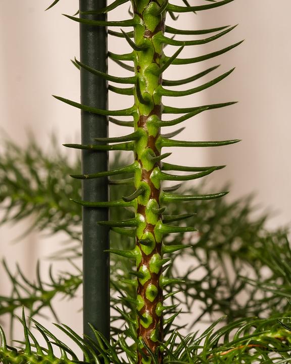 Immagine prodotto feey Zimmertanne (55 cm, Amichevole per gli animali, Appena rinvasata)