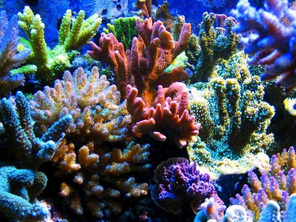 Immagine prodotto Aquarium Systems Cristalli di barriera, sintetici. Sale, 380 g, D/F (Trattamento dell'acqua dell'acquario)