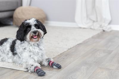 Immagine prodotto Trixie Calze per cani (M, L, Calzini per cani)