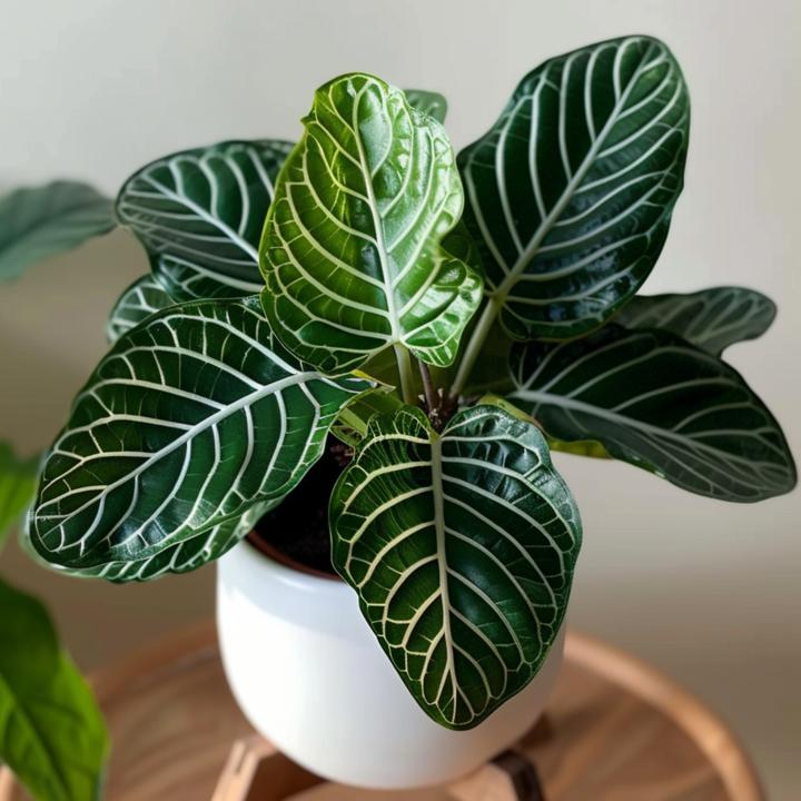 Produktbild Plant in a Box Aphelandra squarrosa Botanica - Zebrakraut (25 cm)