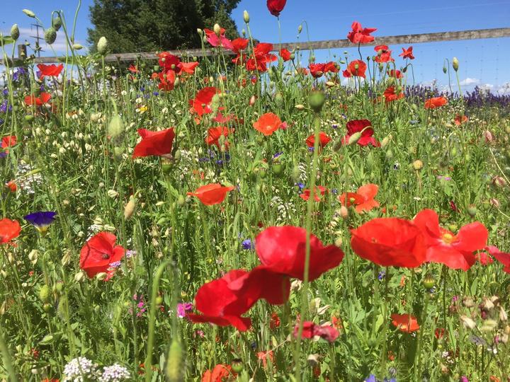 Produktbild Ökohum Bodensee Blütentraum Mohnwiese (Blumensamen)