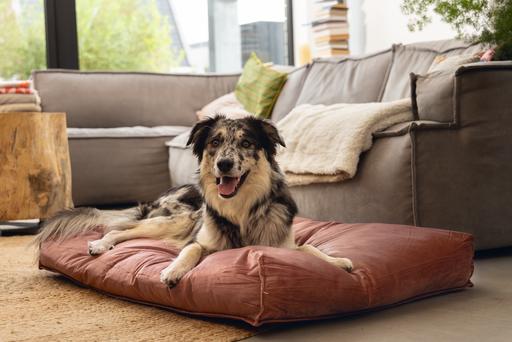 Produktbild Designed by Lotte Nalino (Hund)