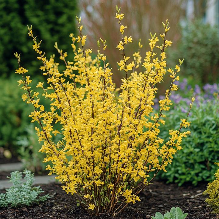 Actual product image Plant in a Box Forsythia intermedia 'Minigold' - Set of 4 Forsythia (25 cm)