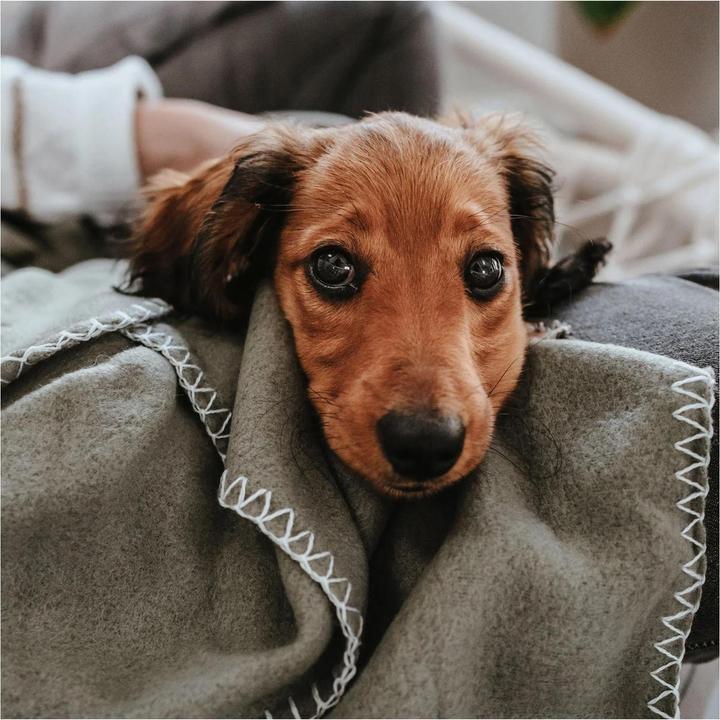 Immagine prodotto Hunter Coperta Casper (Cane)