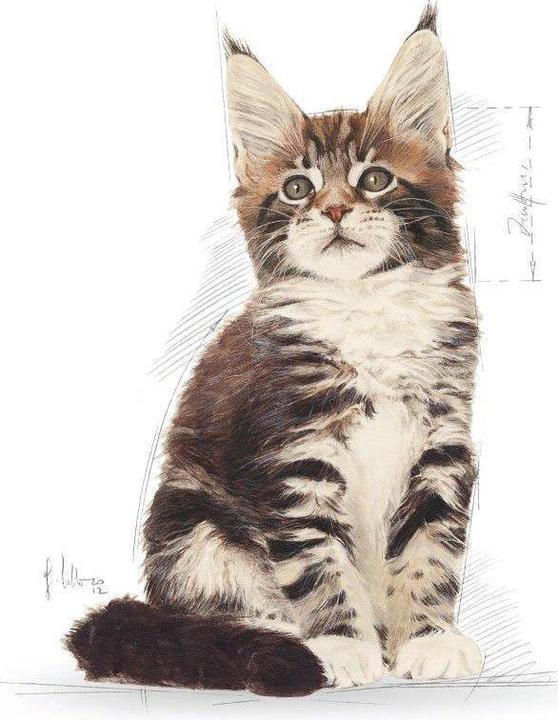 Actual product image Royal Canin Maine Coon (Junior, 1 pcs., 400 g)