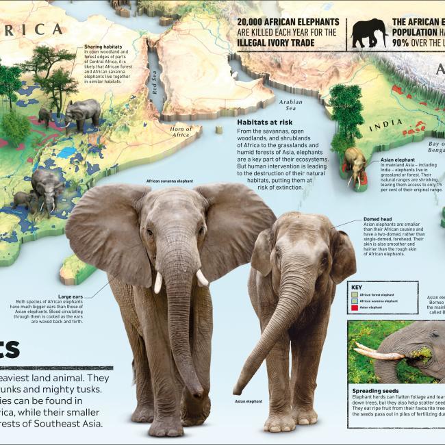 Image du produit What's Where on Earth? Animal Atlas (Anglais, Dorling Kindersley Ltd., 2021)
