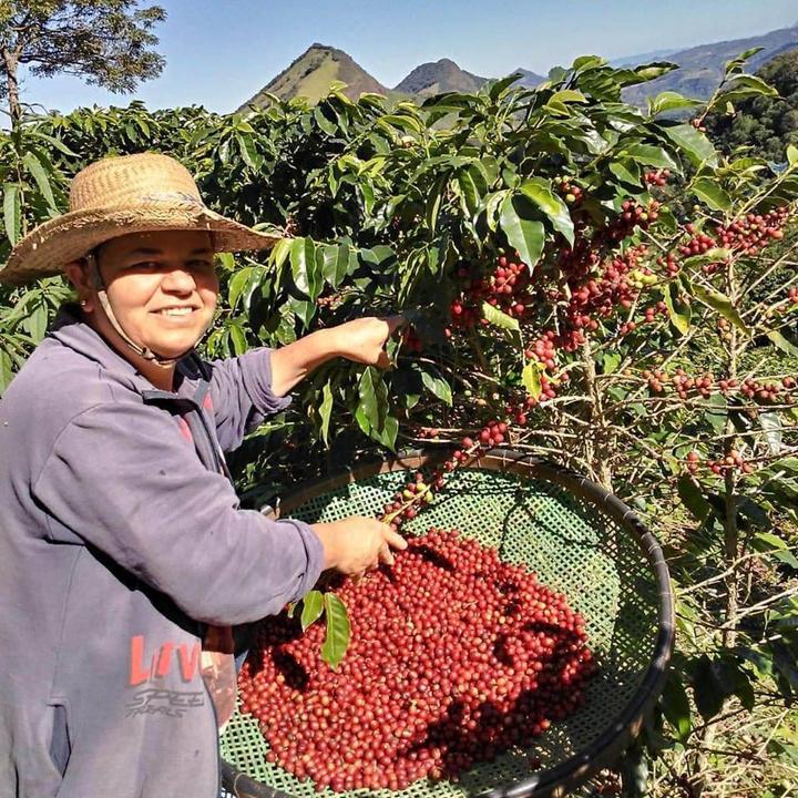 Produktbild Tropical Mountains Brasileña (250 g, Mittlere Röstung)