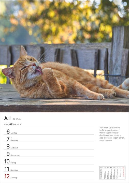 Actual product image Harenberg Katzen Wochenplaner 2026 - 53 faszinierende Fotografien (Hardcover, German)