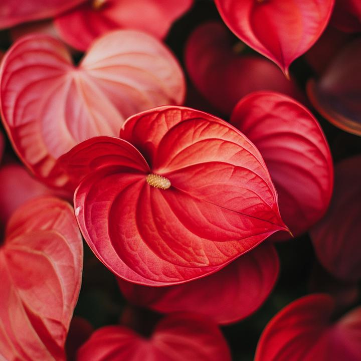 Immagine prodotto Plant in a Box Anthurium 'Royal Champion' - Flamingoblume (35 cm)