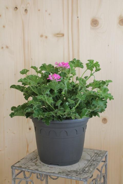 Actual product image Säntispracht The Scented Geranium with Essential Aromas - Pelargonium hybrida (60 cm)