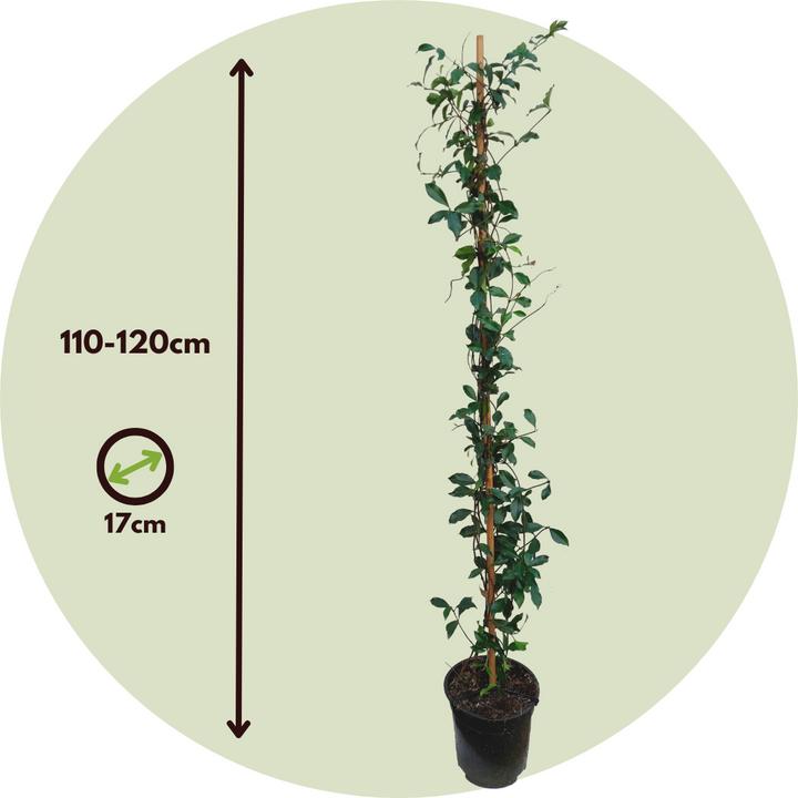 Produktbild Plant in a Box Trachelospermum jasminoides 'Pink Showers' - (110 cm)