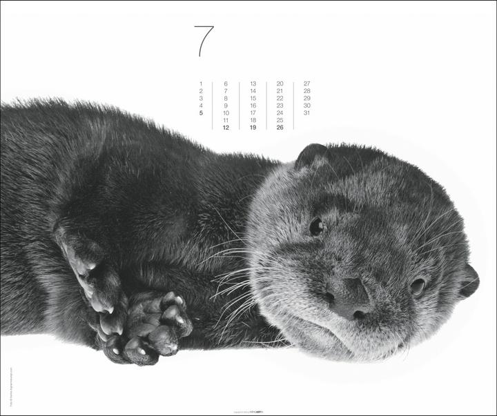 Actual product image Black & White Animals 2026 (55 x 46 cm, Hardcover, German)