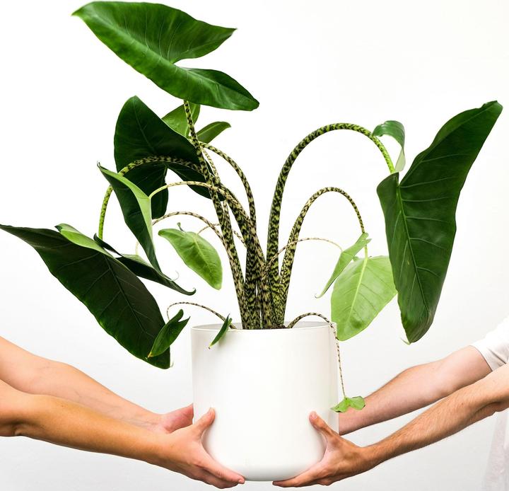 Actual product image Plant in a Box Alocasia zebrina - Alocasia (150 cm)