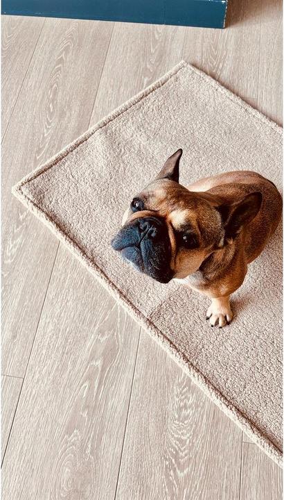 Immagine prodotto Laboni Copertina Teddy S (Cane)