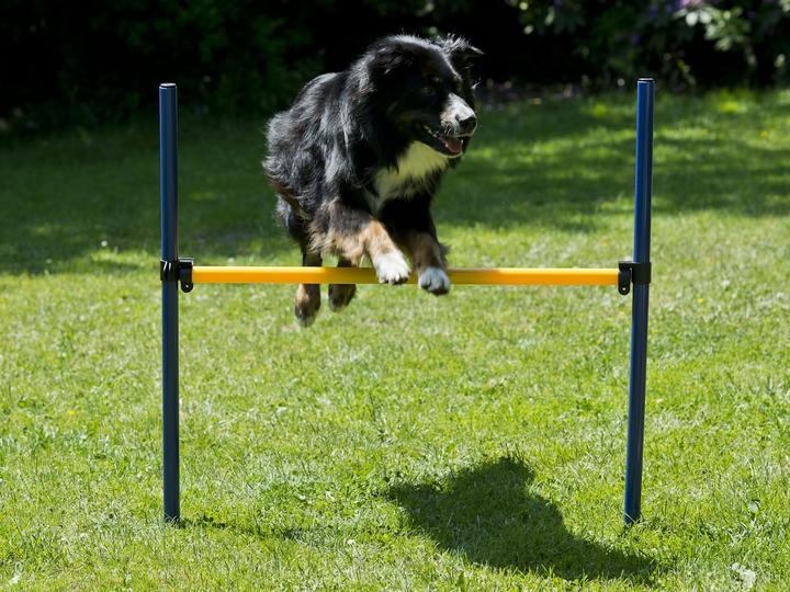 Image du produit Petcenter Kit de démarrage Agility 1 tunnel 60x152 cm, 4 piquets de slalom, 1 saut, 1 tapis de boxe (Taille unique, Agility)