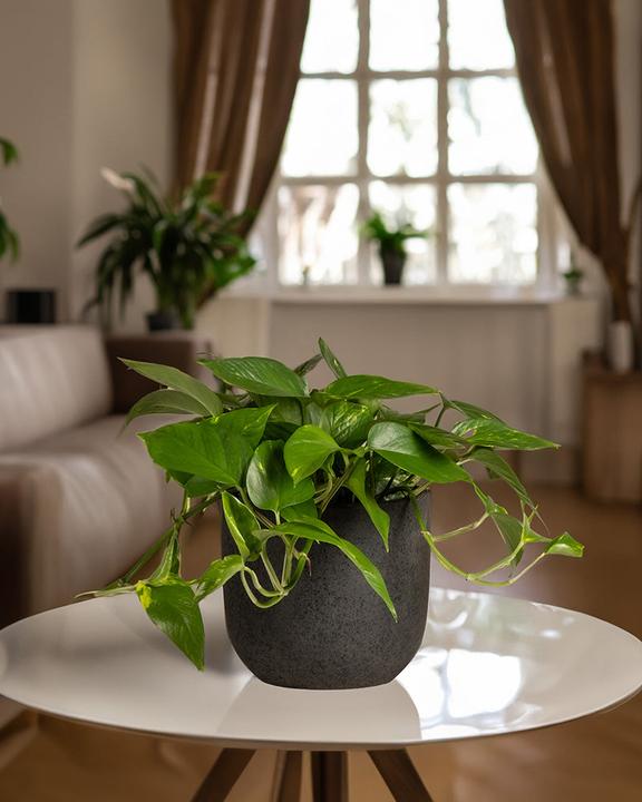 Produktbild feey Grosse Efeutute (70 cm, Frisch umgetopft)
