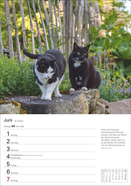 Actual product image Harenberg Katzen Wochenplaner 2026 - 53 faszinierende Fotografien (Hardcover, German)