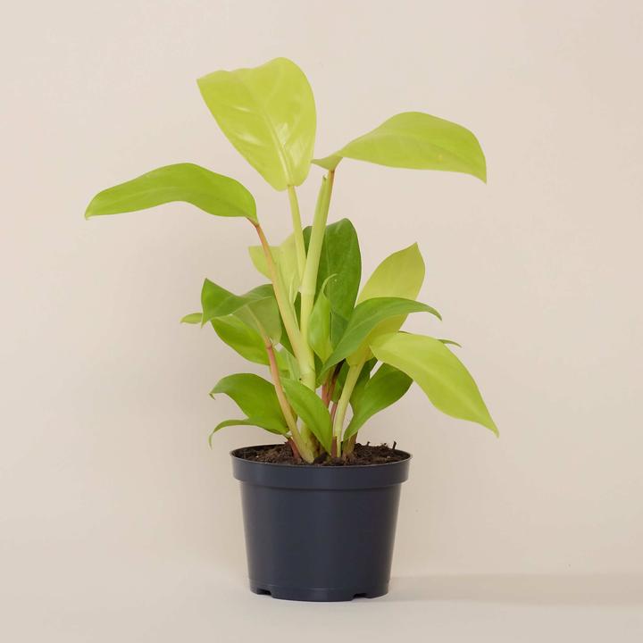 Produktbild Mary and Plants Lemon Ron (35 cm)