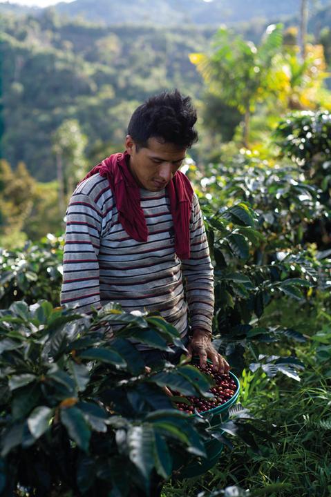 Actual product image Tropical Mountains Mafioso (1000 g, Dark roast)