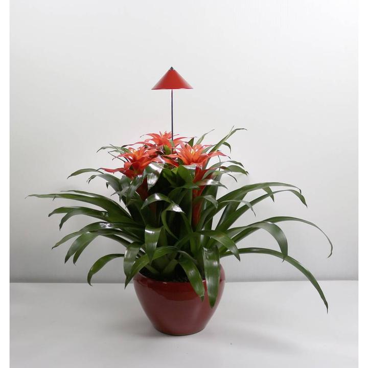Produktbild Colibri Sunlite (LED, 230 V)