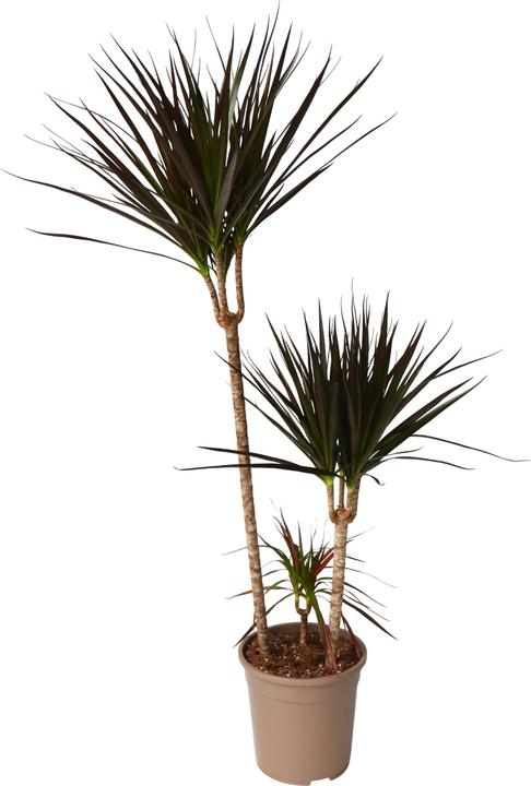 Produktbild Plant in a Box Dracaena Marginata Magenta - Drachenbaum (110 cm)