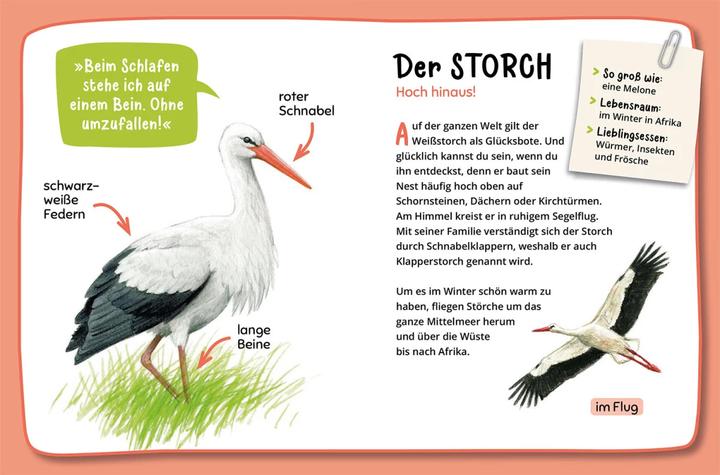 Immagine prodotto Kosmos Mein erster Naturführer, Was fliegt denn da? (Tedesco, Lea Hille, 2023)