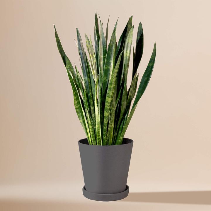 Immagine prodotto Mary and Plants Serpente corallo nero HAY Nero (80 cm)