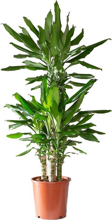 Actual product image VEG and the City Lafia (Dragon Tree - Dracaena steudneri) (105 cm)