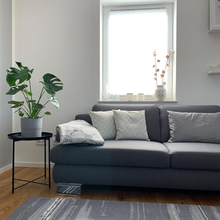 Actual product image Flowerbox Ceriman - height ca. 75 cm, pot-Ø 19 cm - Monstera Deliciosa (75 cm)