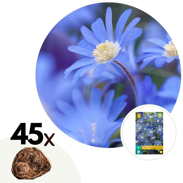 Produktbild Plant in a Box Anemone coronaria 'Blue Shades' - 45er-Set (10 cm)