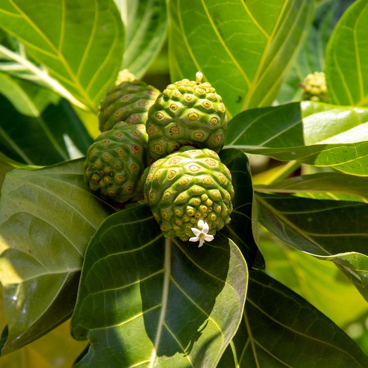 Produktbild Sekoya Noni | Extrakt aus Noni-Saft (90 Stück, Kapseln)