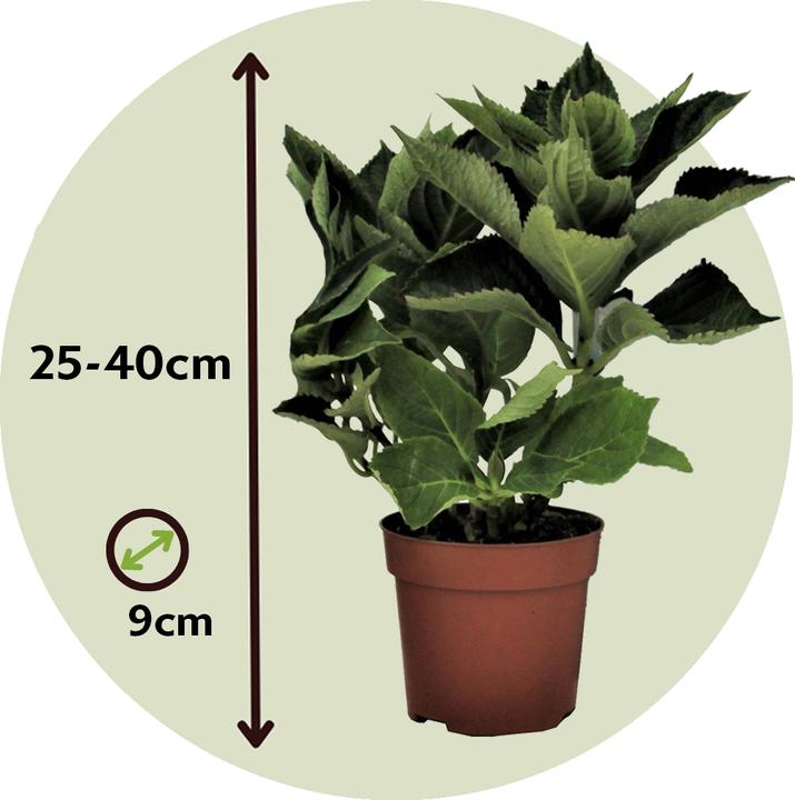 Actual product image Plant in a Box Hydrangea macrophylla 'Early Pink' - Set of 3 hydrangeas (25 cm)